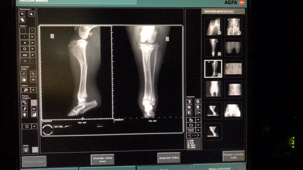 ¿Qué servicios ofrece Fénix hospital veterinario?