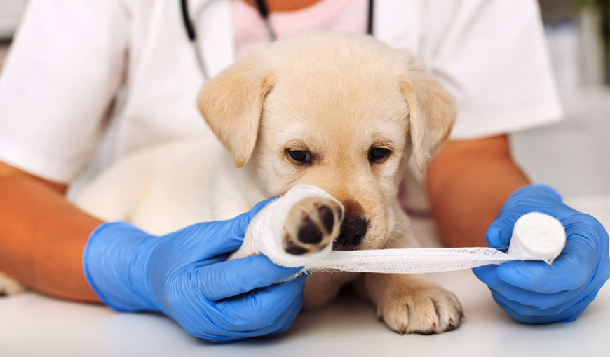 ¿Quién lidera el equipo de especialistas en traumatología Veterinaria?
