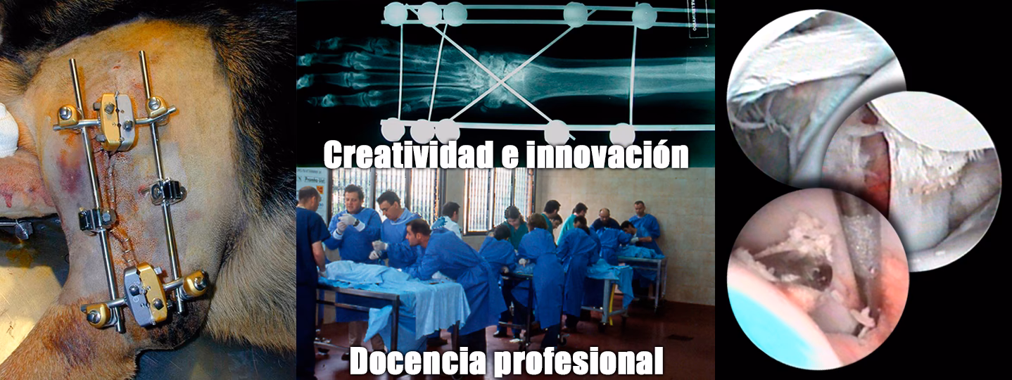 ¿Qué es el Instituto de Cirugía Veterinaria?