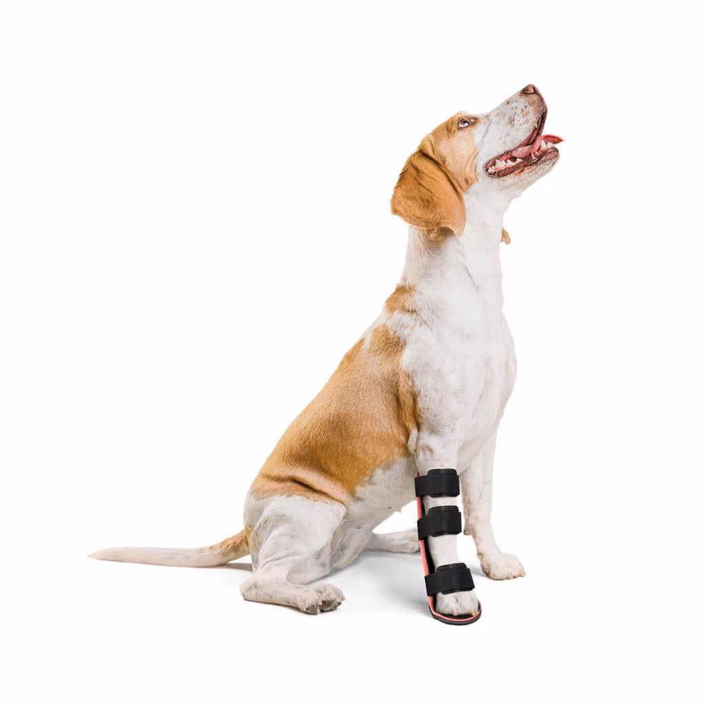 ¿Qué hace un veterinario ortopeda?