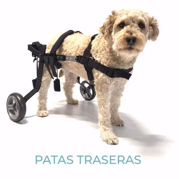 ¿Qué hace un veterinario en Alicante?