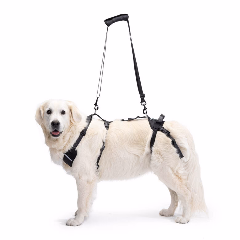 ¿Qué es un arnés ortopedico para perros?