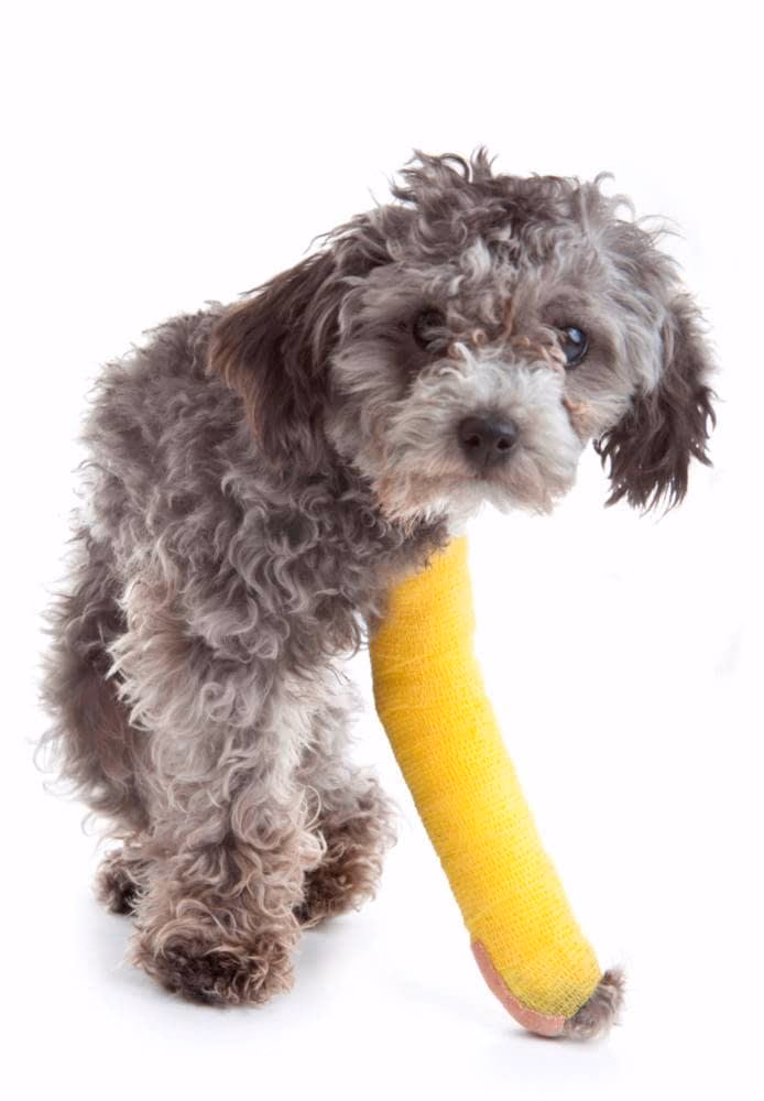 ¿Dónde se encuentra la clínica veterinaria en Asturias?