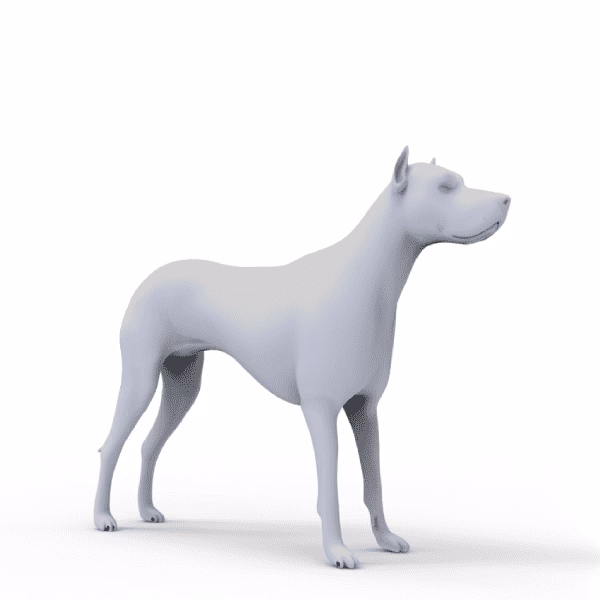 ¿Qué es la ortopedia Veterinaria?