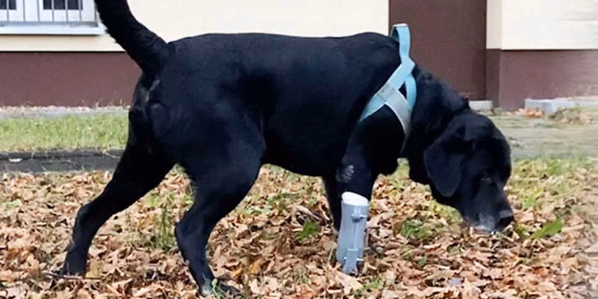 ¿Qué es la clínica veterinaria Málaga?