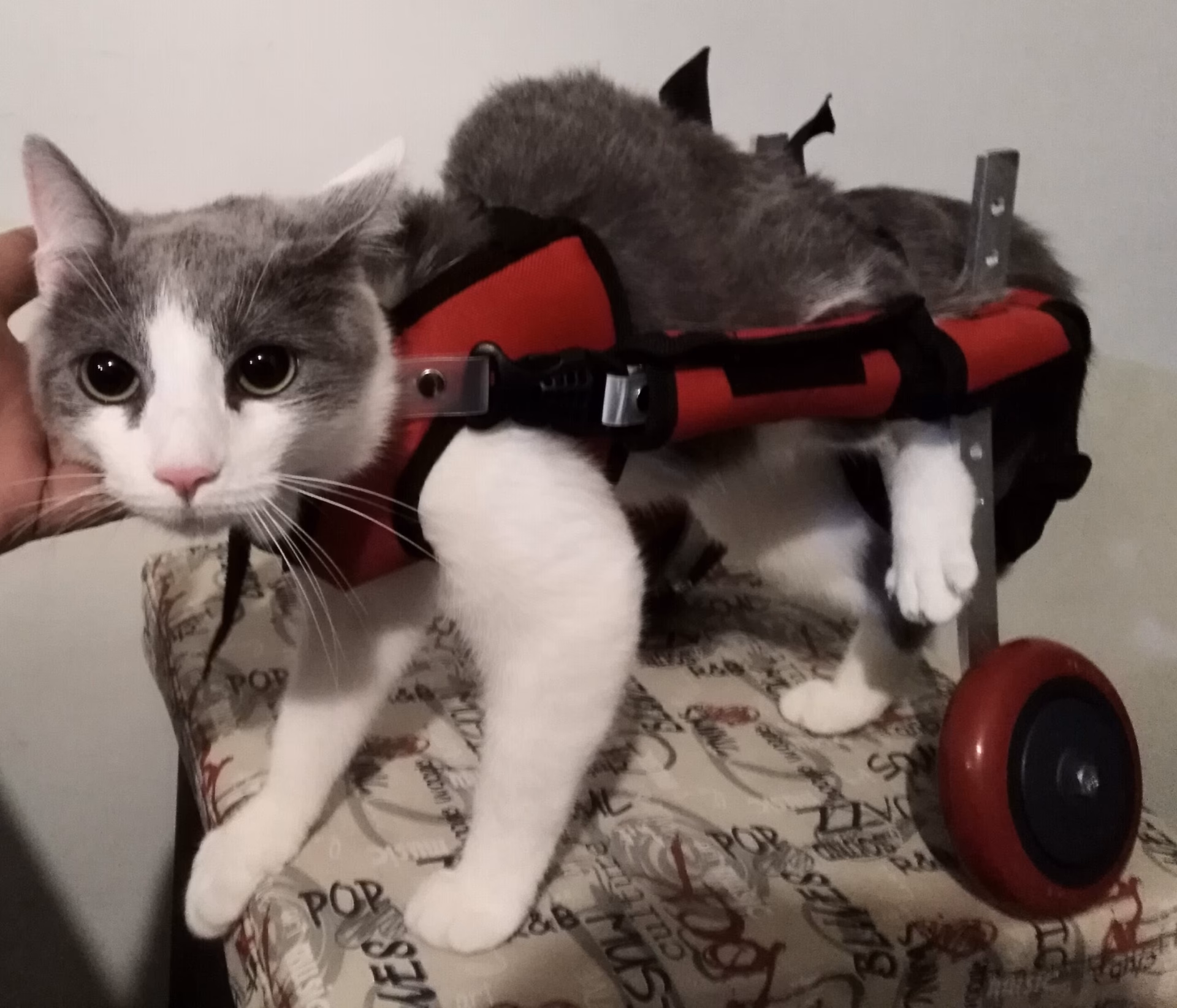 ¿Cuáles son los signos clínicos de la displasia de cadera felina?