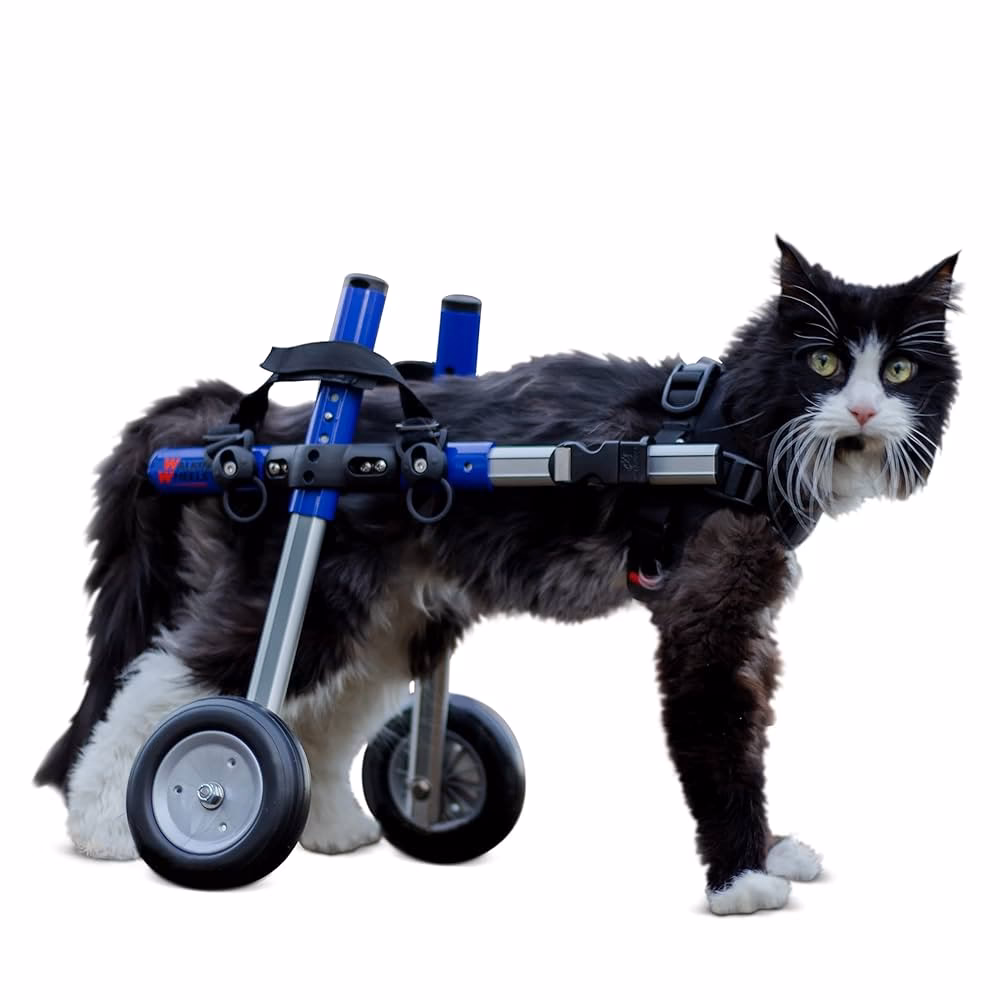 ¿Cuáles son los signos clínicos de la displasia de cadera felina?