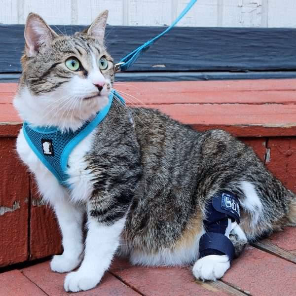 ¿Quién es la experta en gatos?