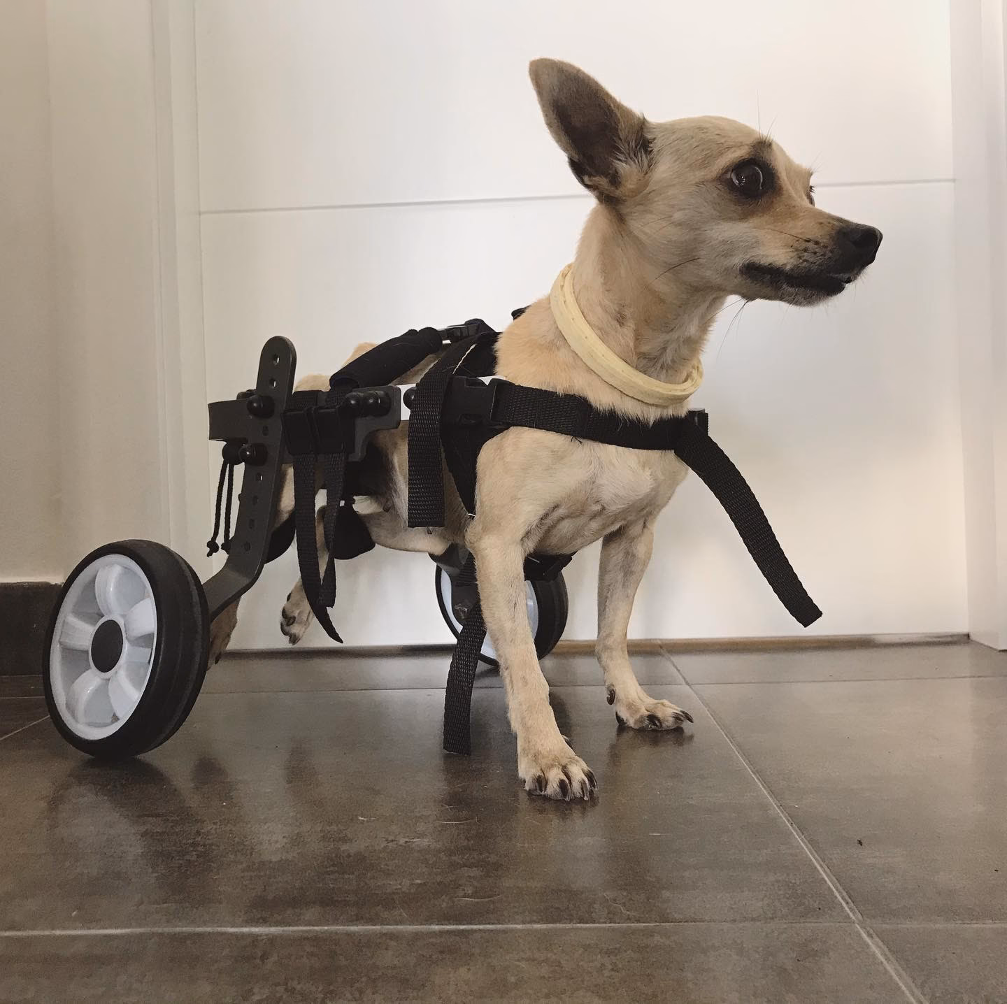 ¿Cuánto cuesta una cirugía de ortopedia para mascotas?