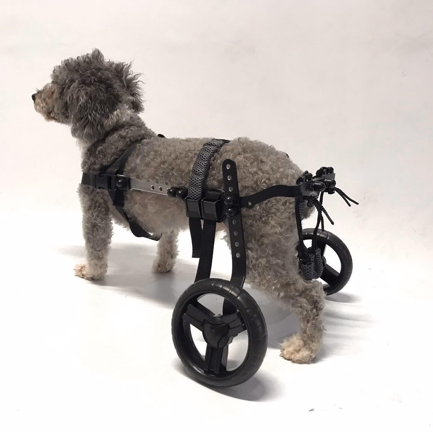 ¿Cómo cuidar a tu mascota?