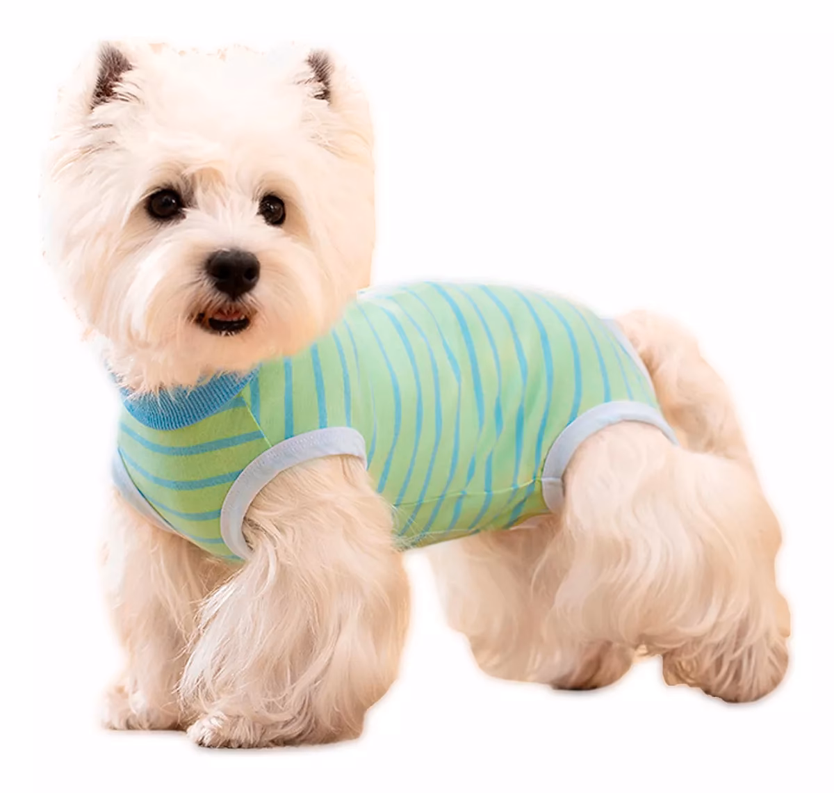 ¿Cómo cuidar a tu perro en Bilbao?